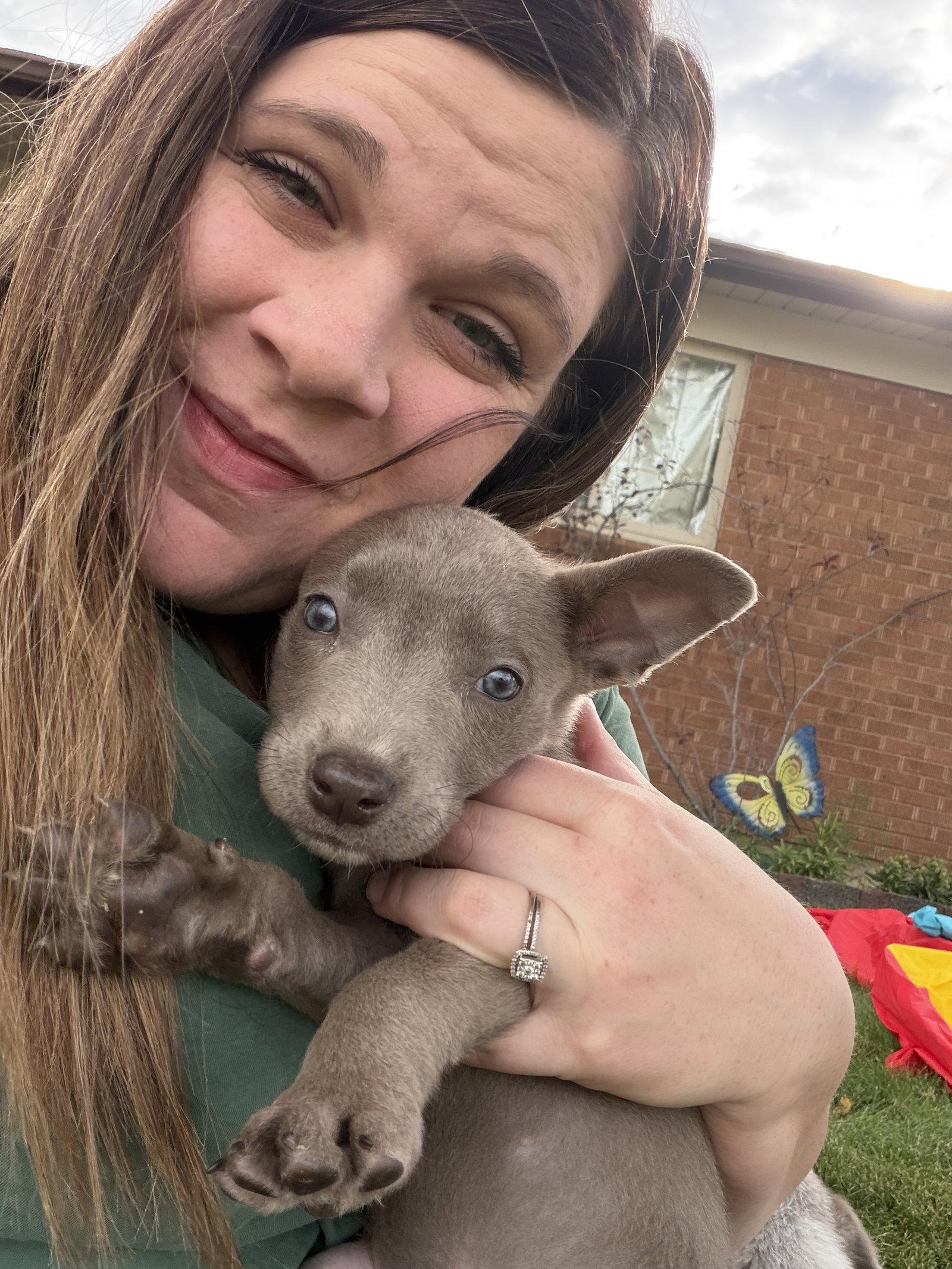 Susie Carmichael, Adoptable, Puppy Female Labrador Retriever & Pit Bull Terrier.