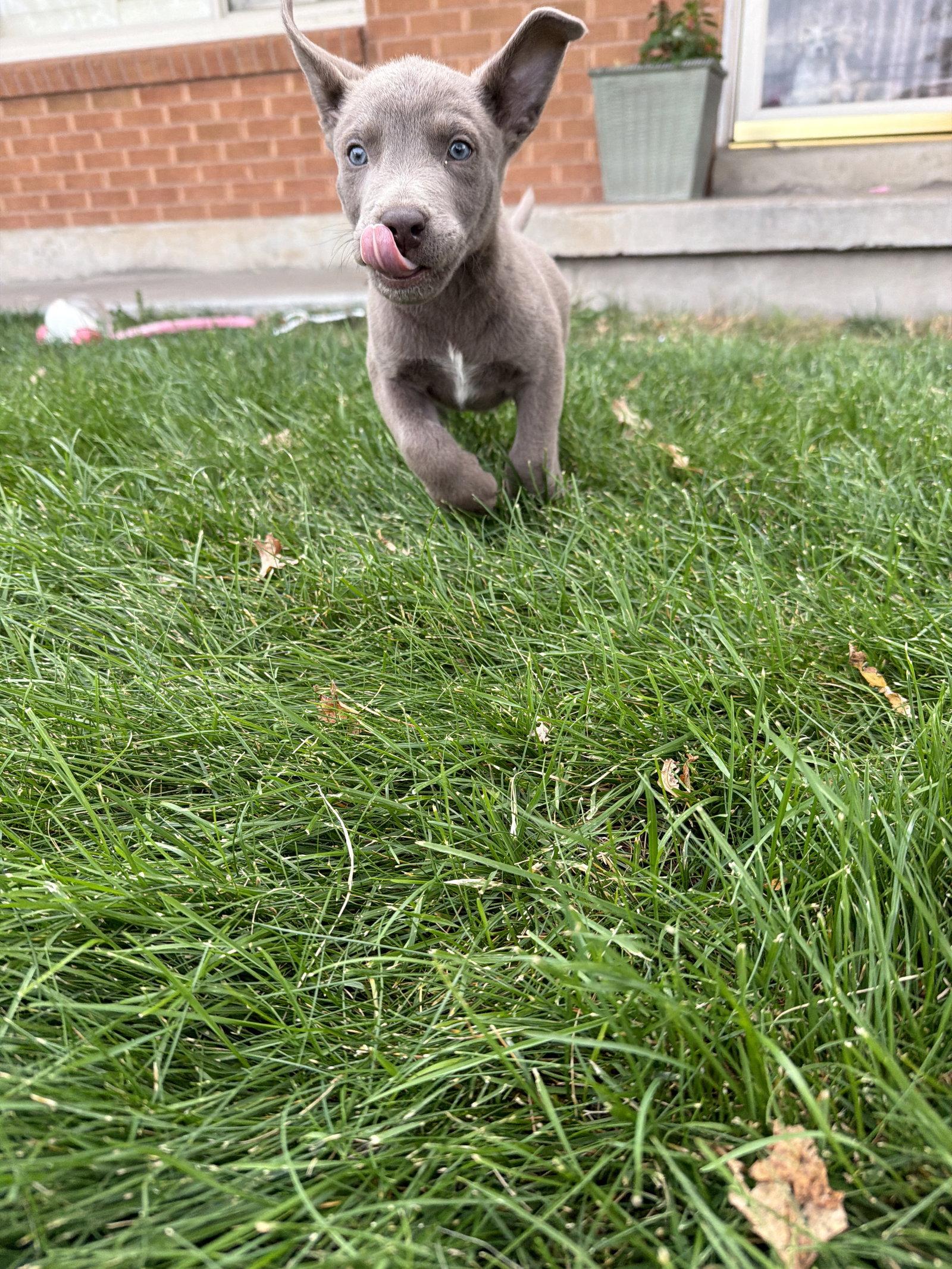 Enlarge Susie Carmichael, a Adoptable mixed breed in Salt Lake City, UT image 2/3
