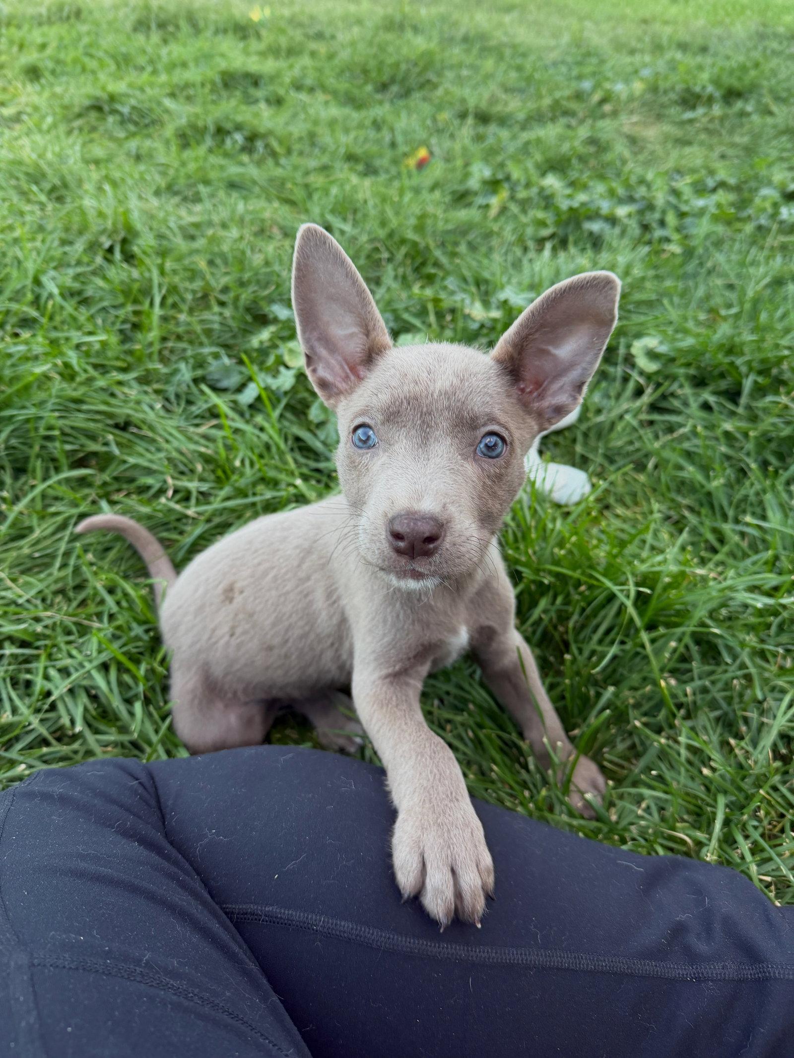 Enlarge Susie Carmichael, a Adoptable mixed breed in Salt Lake City, UT image 3/3