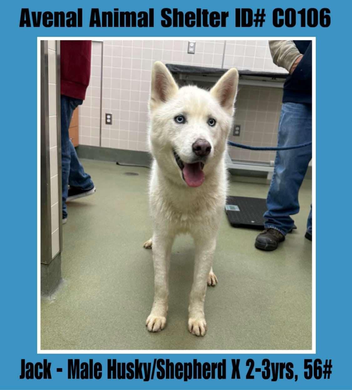 Jack, adopted, Adult Male Husky.