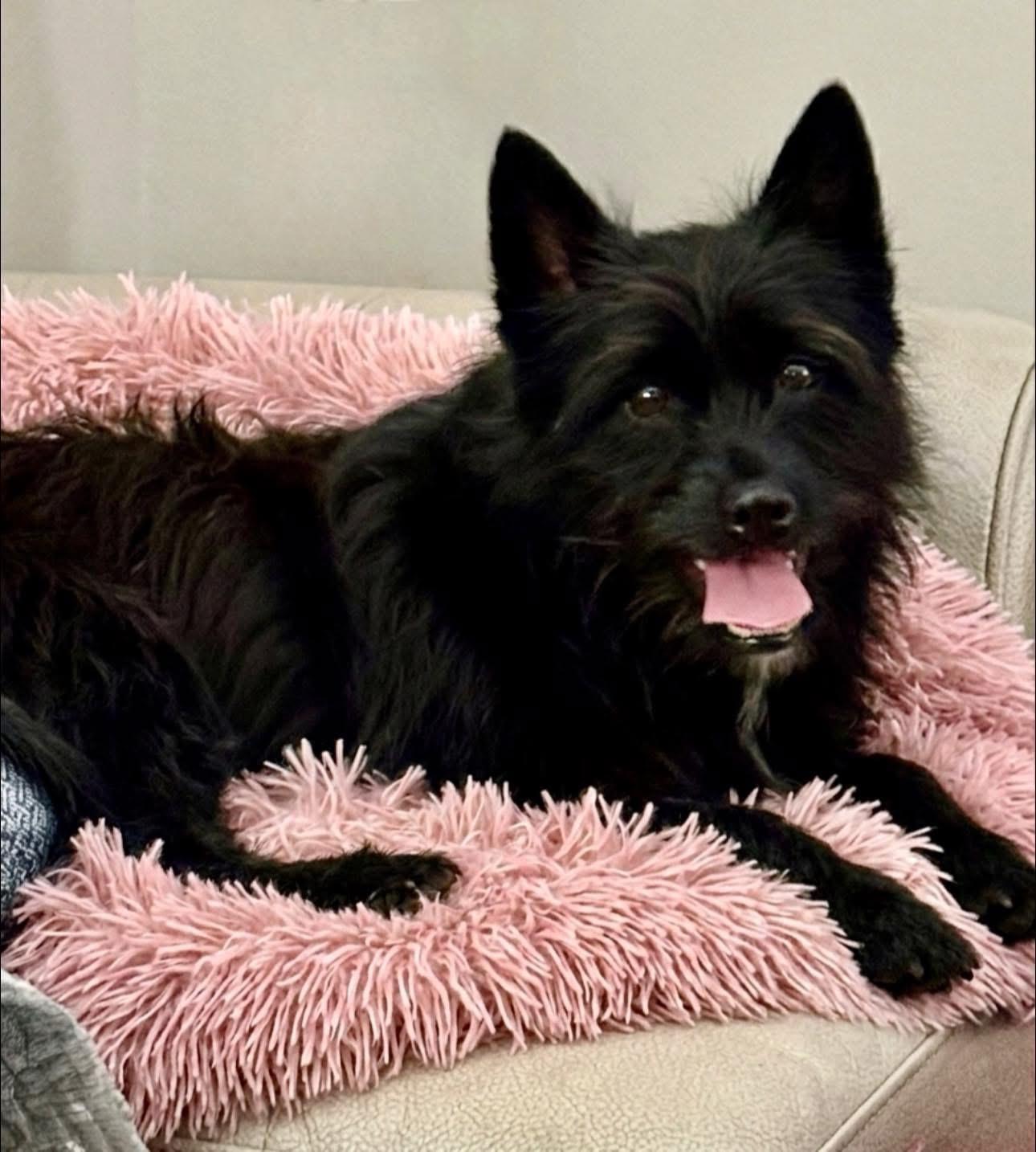 Enlarge Misty, a Adoptable mixed breed in Rockwall, TX image 5/5