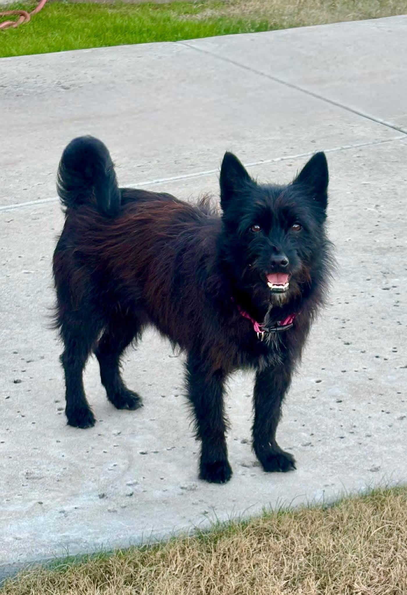 Enlarge Misty, a Adoptable mixed breed in Rockwall, TX image 3/5