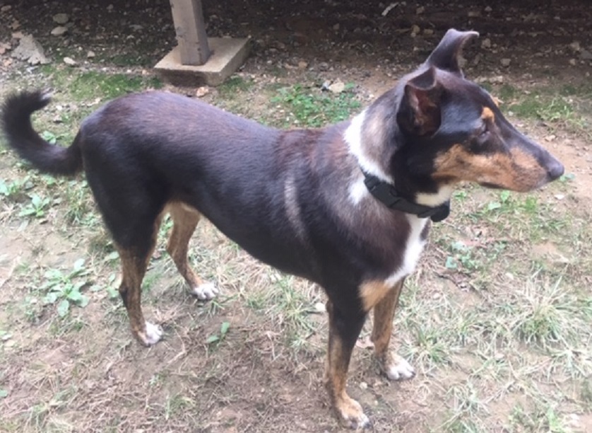 Riley Roscoe, a Adoptable mixed breed in Little Rock, AR image 1/10