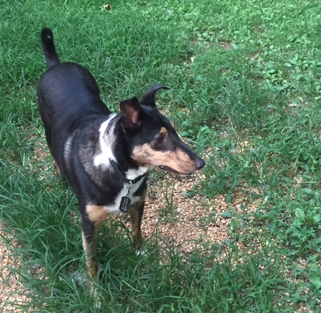 Riley Roscoe, a Adoptable mixed breed in Little Rock, AR image 2/10