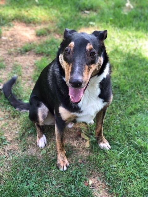 Riley Roscoe, a Adoptable mixed breed in Little Rock, AR image 3/10