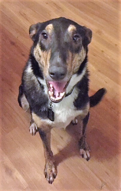 Riley Roscoe, a Adoptable mixed breed in Little Rock, AR image 4/10