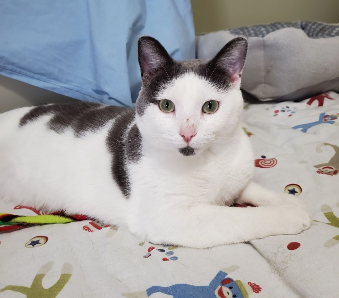 Captain, a Adoptable mixed breed in St Paul, MN image 1/8