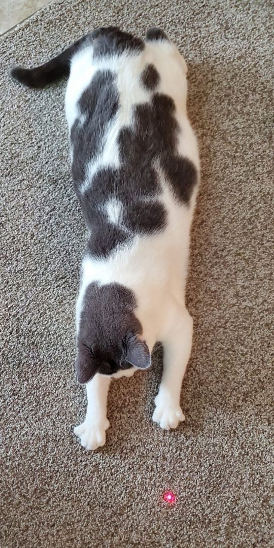 Captain, a Adoptable mixed breed in St Paul, MN image 2/8