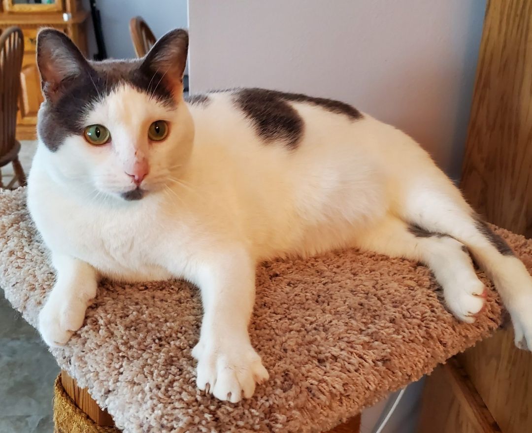 Captain, a Adoptable mixed breed in St Paul, MN image 3/8