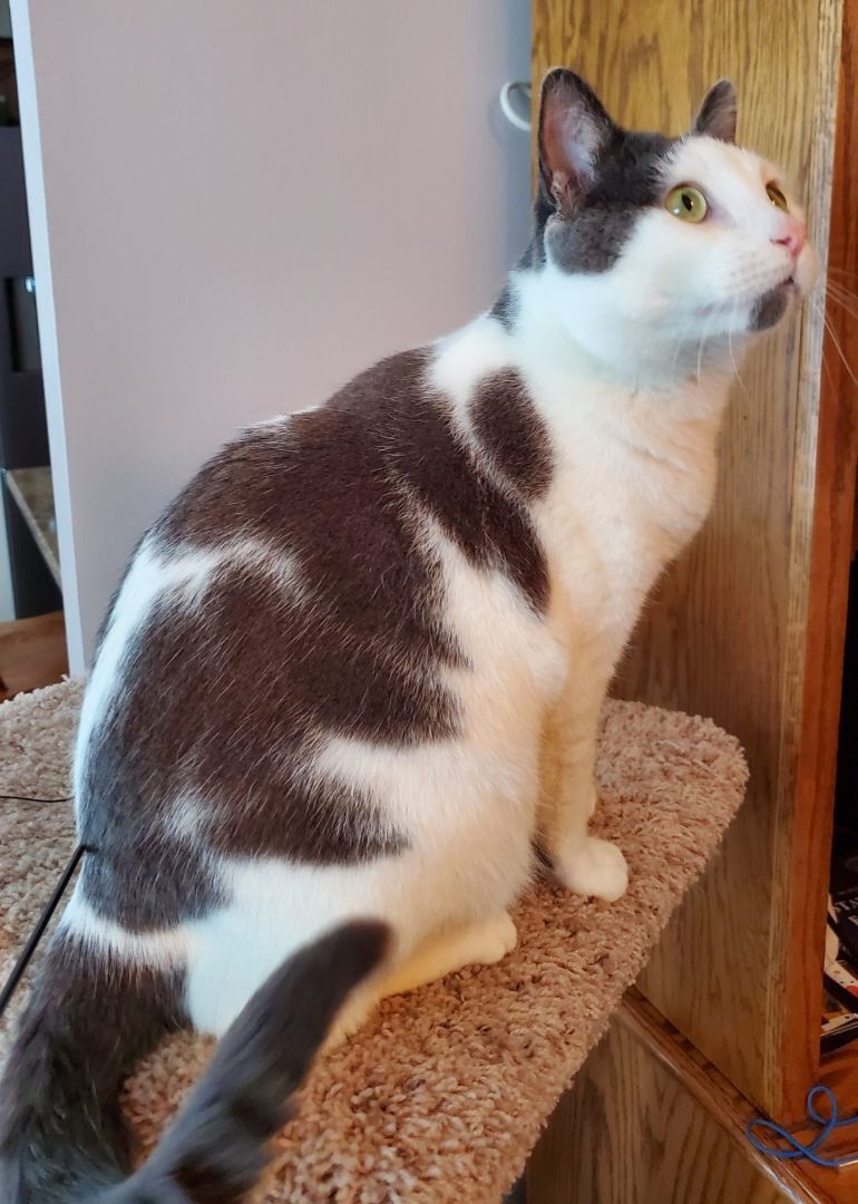 Captain, a Adoptable mixed breed in St Paul, MN image 4/8