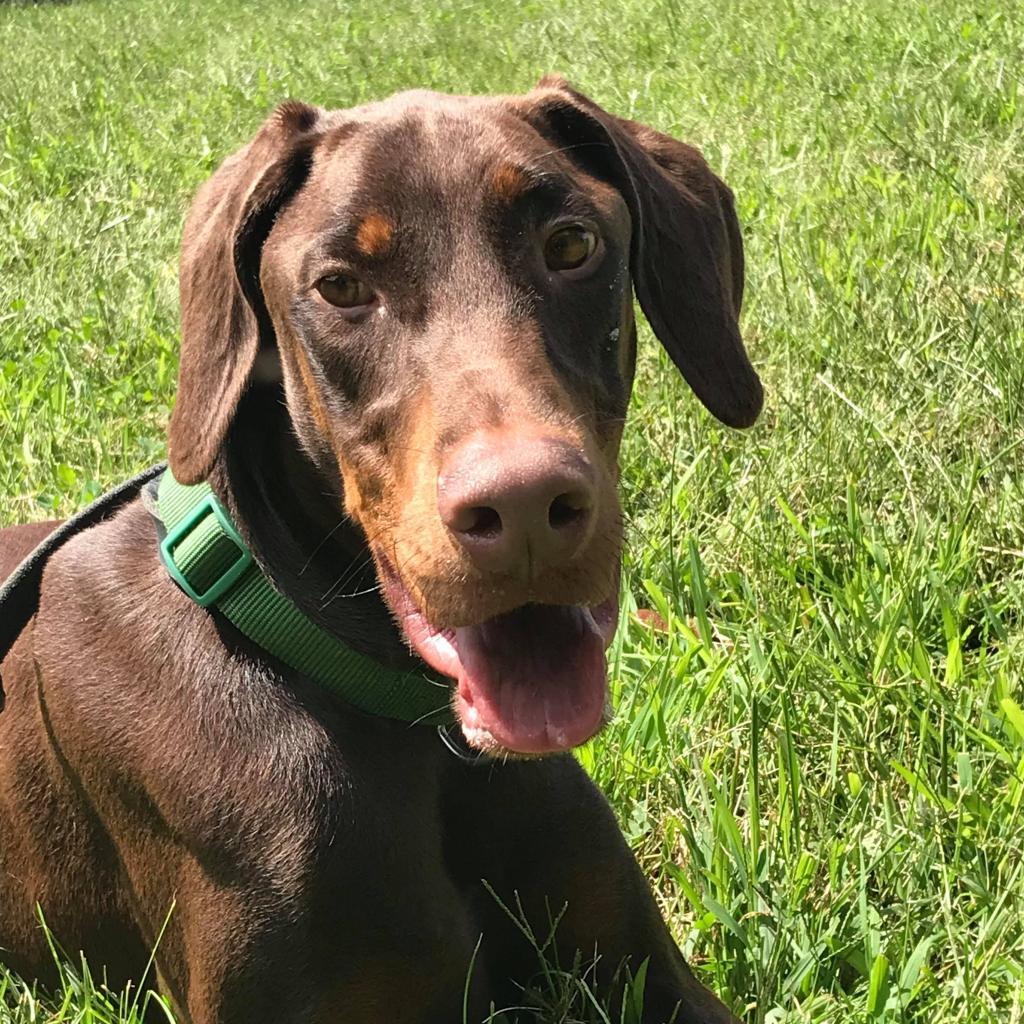 Enlarge 7639 Dallas, a Adoptable Doberman Pinscher in Sandown, NH image 1/1