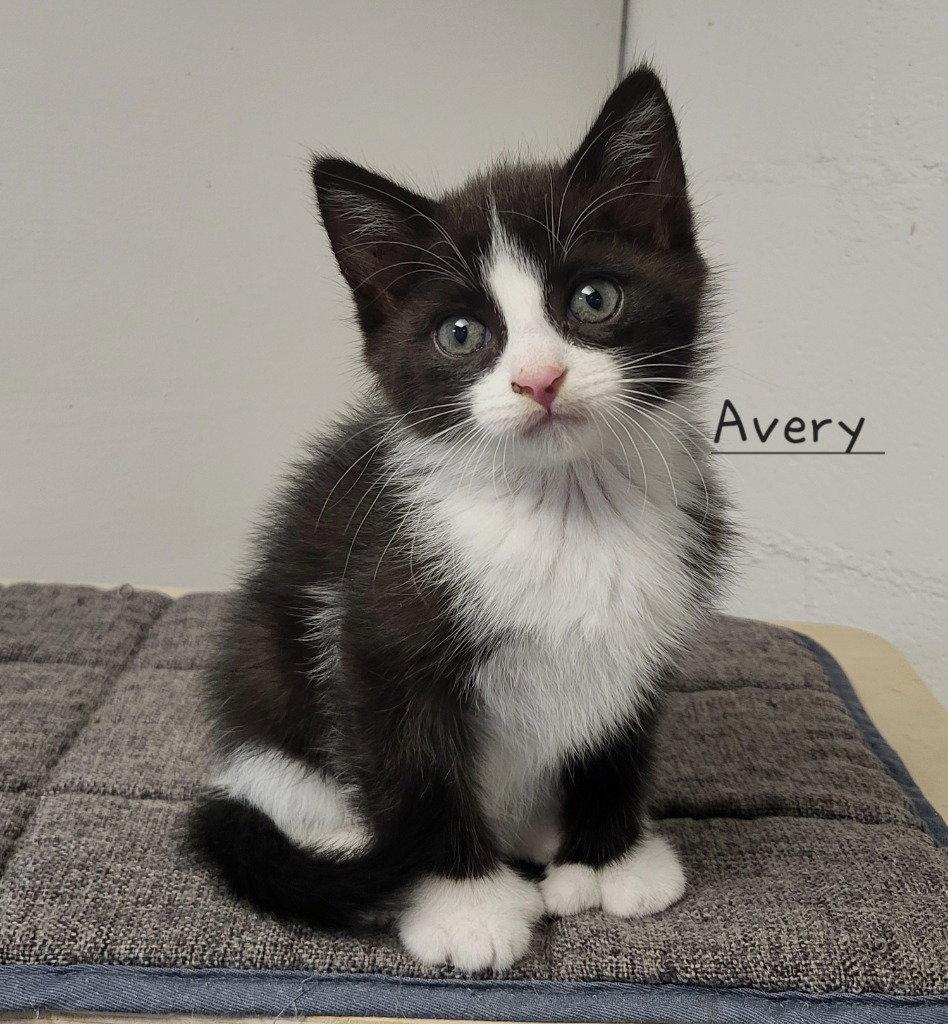 Avery, Adoptable, Kitten Female Domestic Medium Hair.