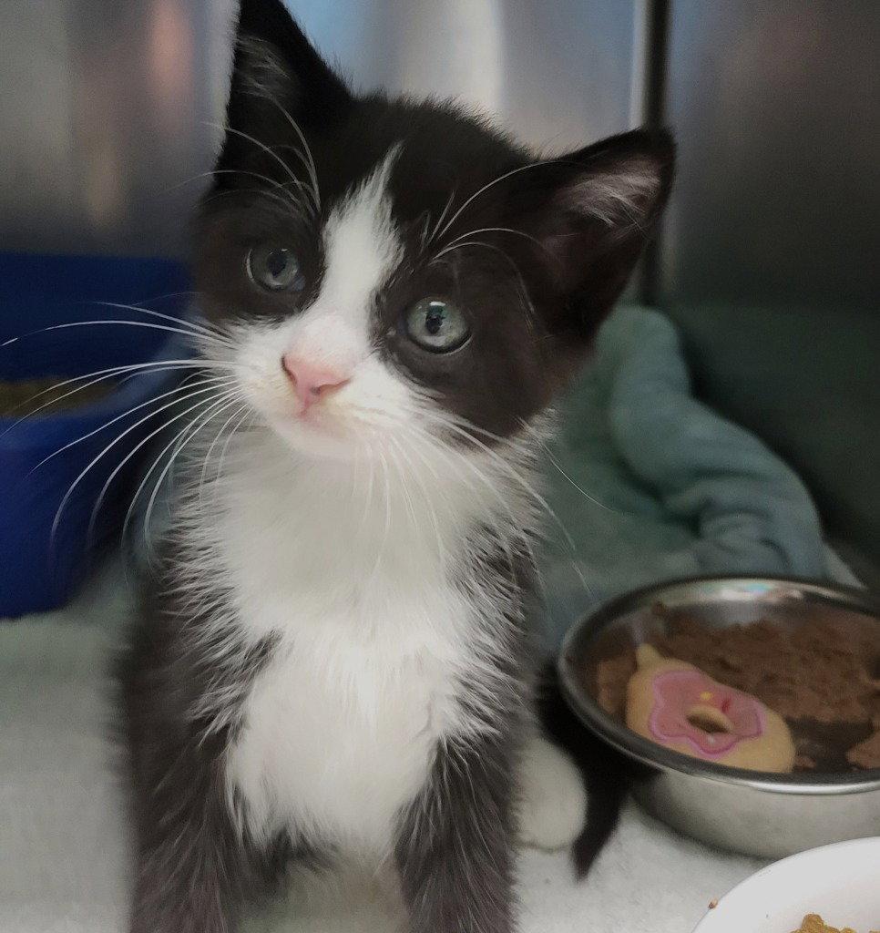 Avery, Adoptable, Kitten Female Domestic Medium Hair.