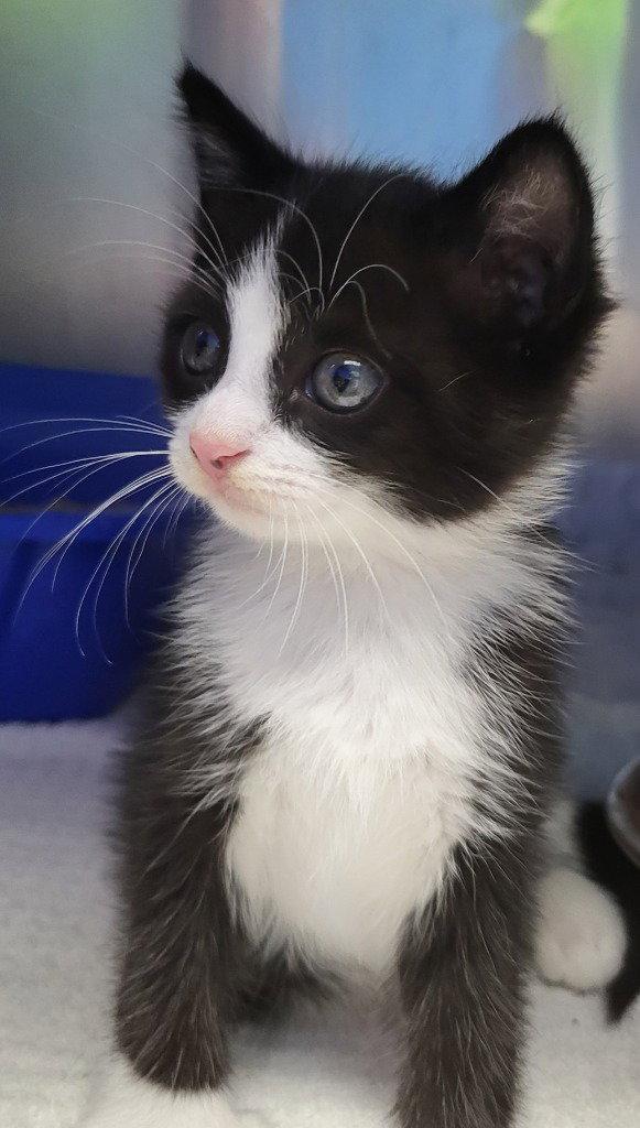 Enlarge Avery, a Adoptable Domestic Medium Hair in Ellijay, GA image 2/3