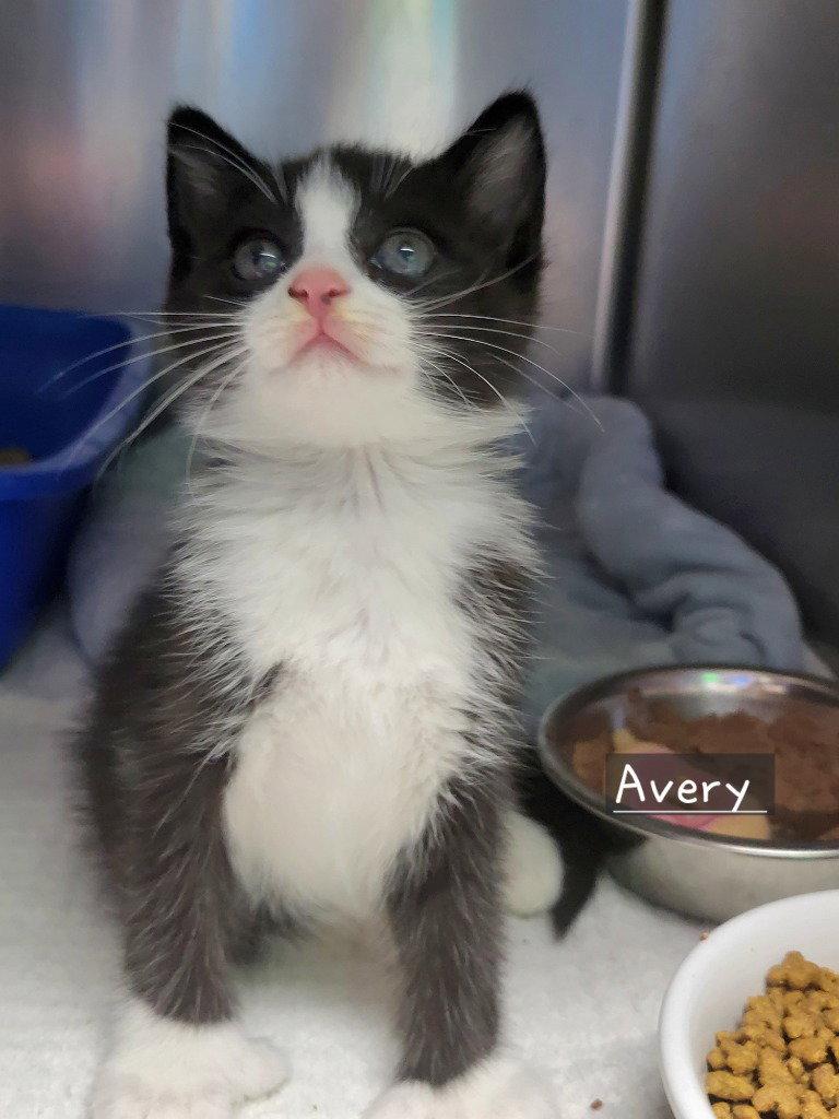 Enlarge Avery, a Adoptable Domestic Medium Hair in Ellijay, GA image 3/3
