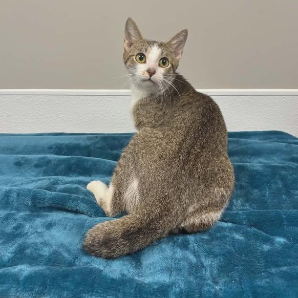 Enlarge Halo, an adopted mixed breed in Shepherdsville, KY image 3/3