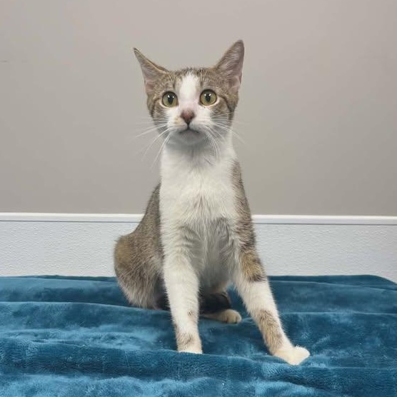 Halo, adopted, Adult Female Domestic Short Hair.
