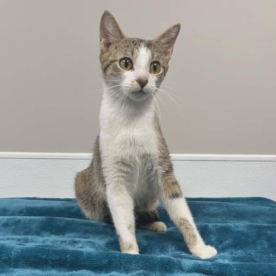 Enlarge Halo, an adopted mixed breed in Shepherdsville, KY image 2/3