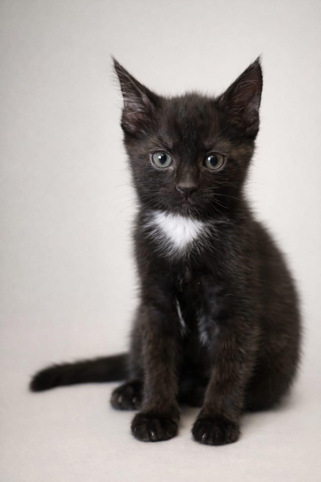 Enlarge Memphis , a ADOPTABLE Domestic Short Hair in Miami, FL image 1/1