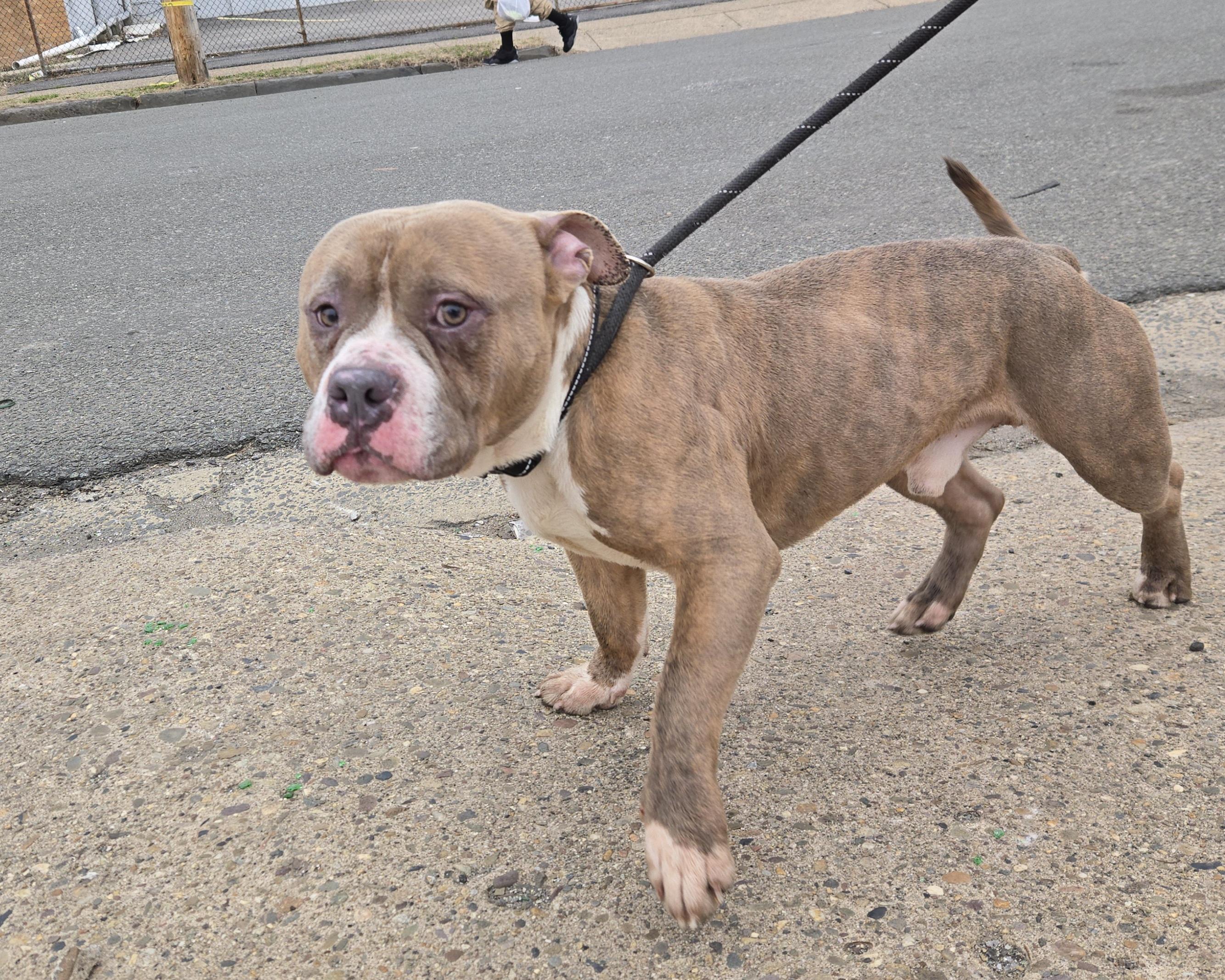 Butler, ADOPTABLE, Adult Male Pit Bull Terrier.