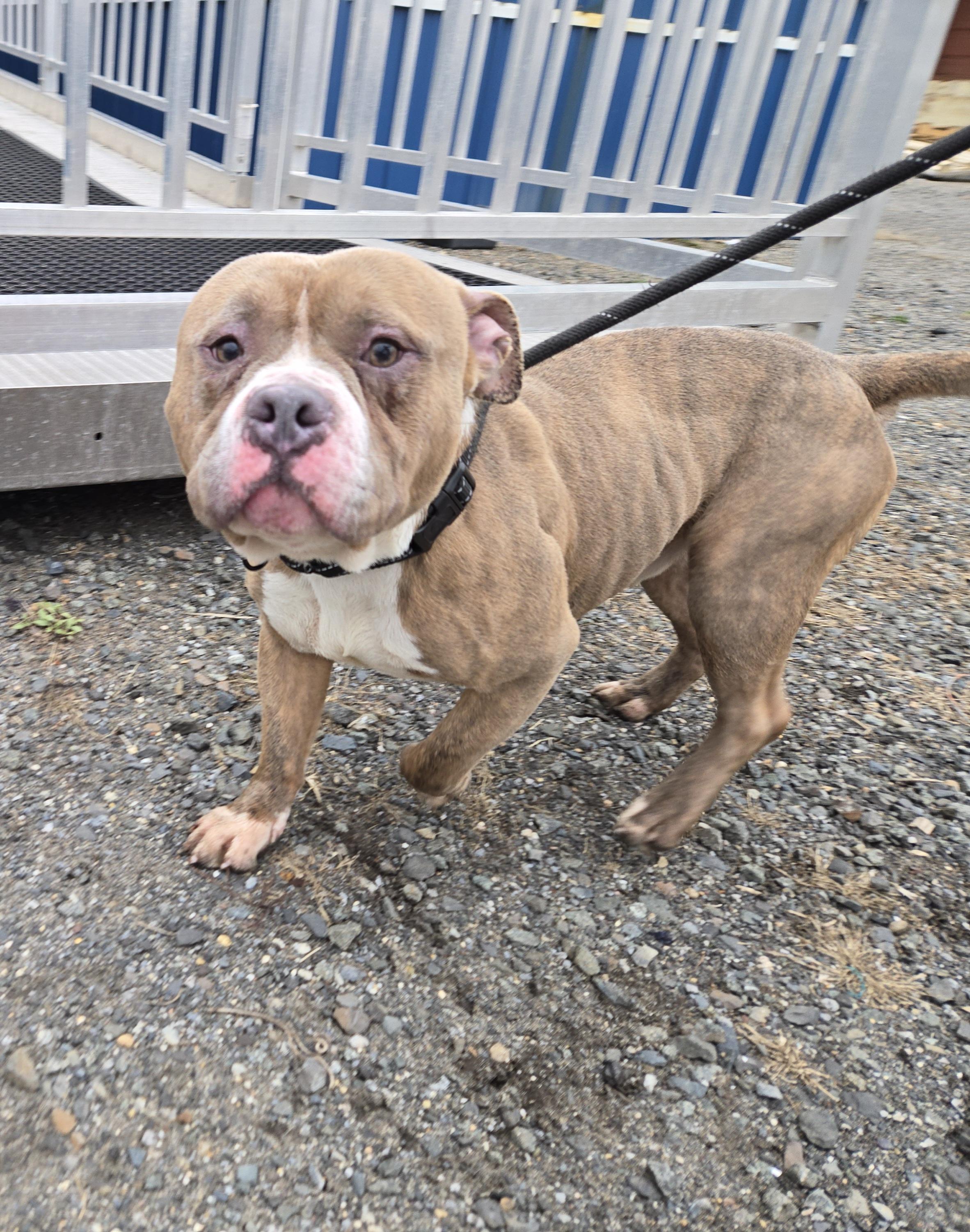 Enlarge Butler, a ADOPTABLE Pit Bull Terrier in Trenton, NJ image 2/3