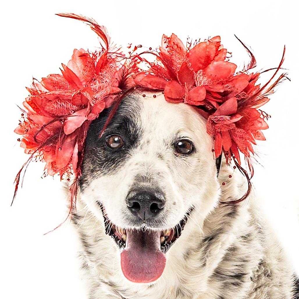 Piper, Adoptable, Senior Female Border Collie & Australian Cattle Dog / Blue Heeler.