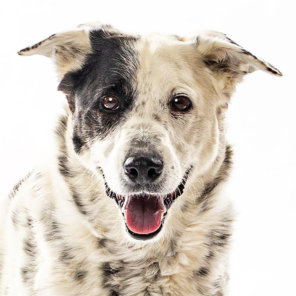 Piper, a Adoptable mixed breed in Reno, NV image 2/5
