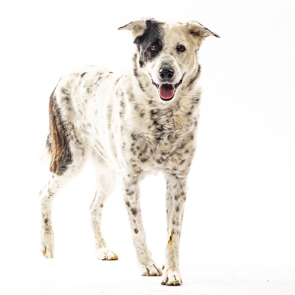 Piper, a Adoptable mixed breed in Reno, NV image 3/5