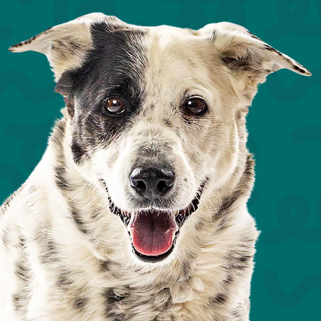 Piper, a Adoptable mixed breed in Reno, NV image 4/5