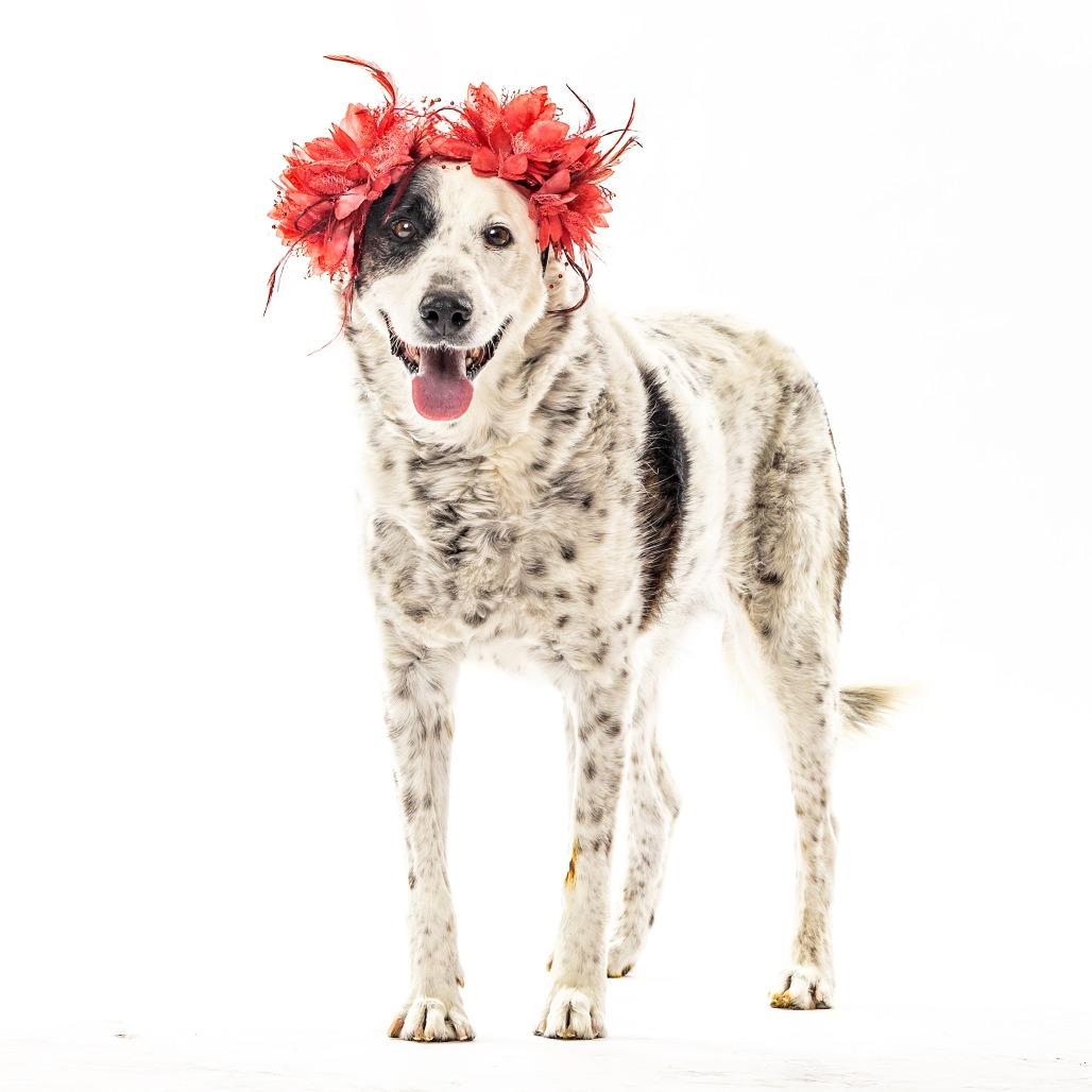 Piper, a Adoptable mixed breed in Reno, NV image 5/5