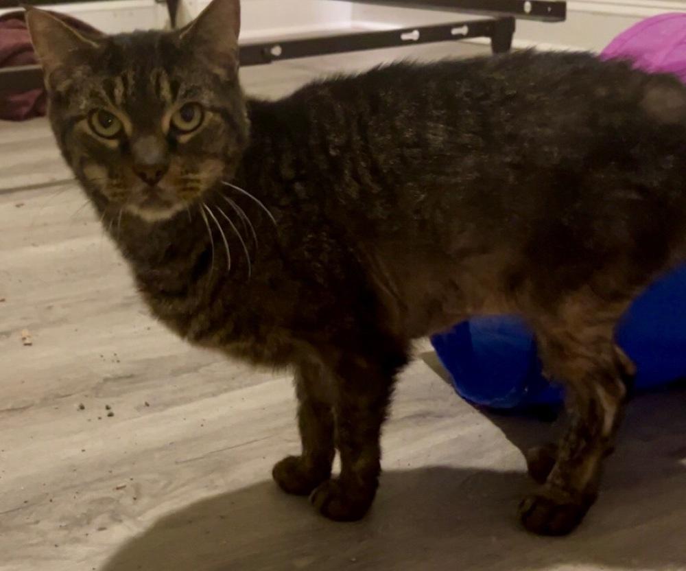 Brain, Adoptable, Adult Male Norwegian Forest Cat & Tabby.