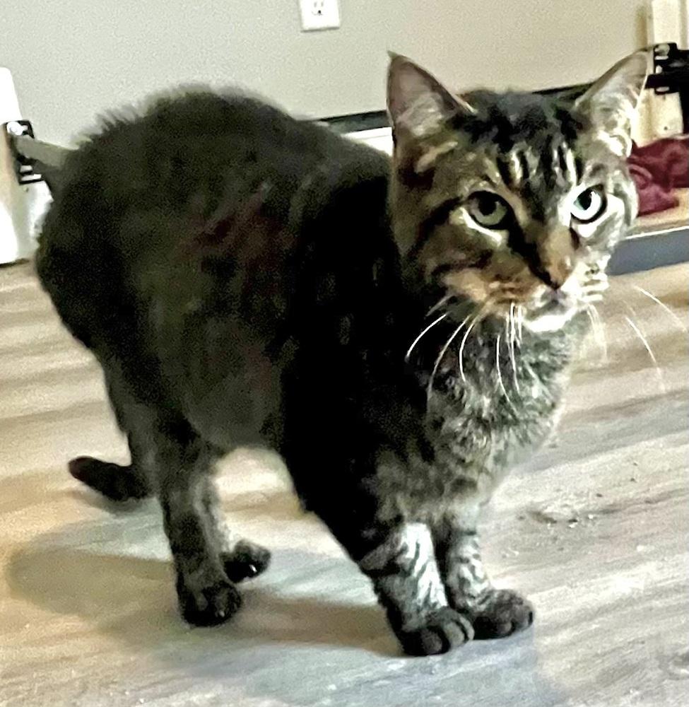 Enlarge Brain, a Adoptable mixed breed in Wilmington, NC image 2/4