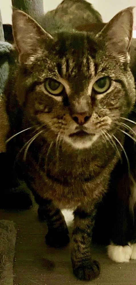 Enlarge Brain, a Adoptable mixed breed in Wilmington, NC image 3/4