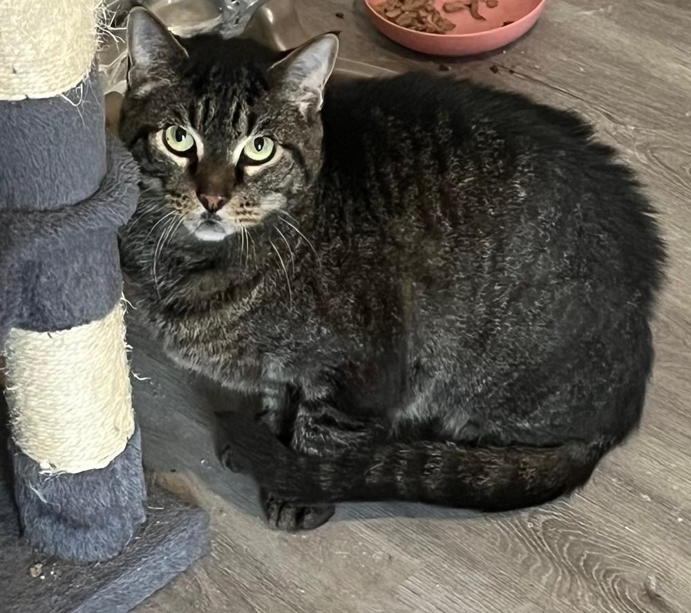 Enlarge Brain, a Adoptable mixed breed in Wilmington, NC image 4/4