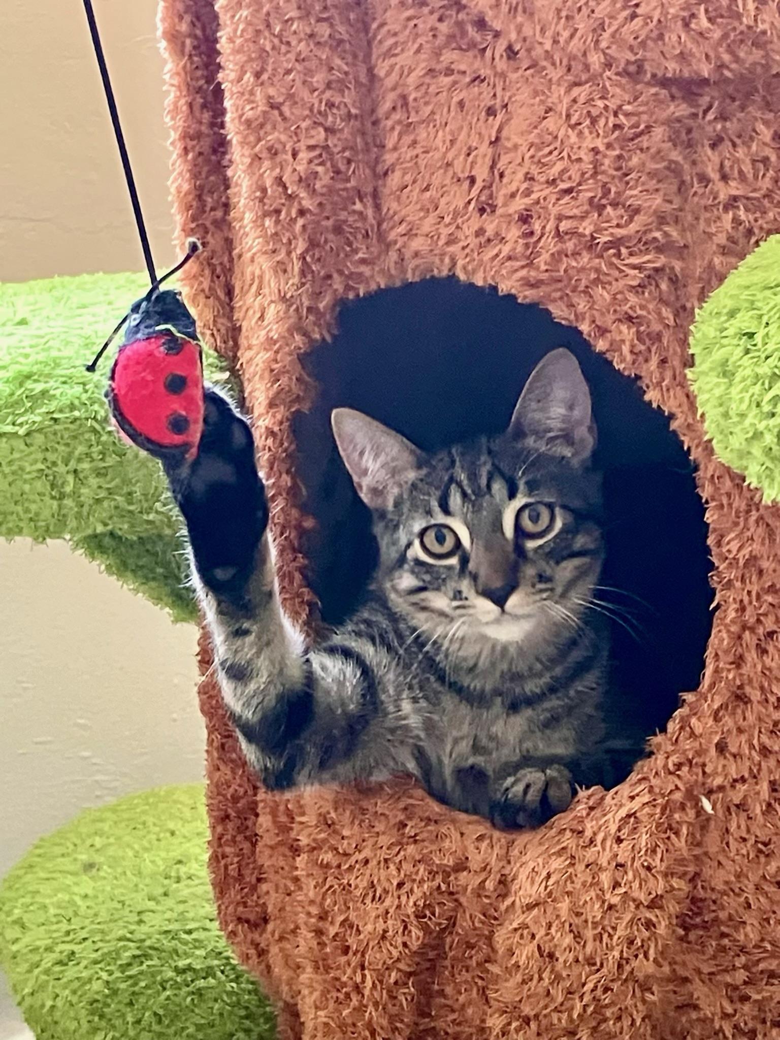 Nitro, Adoptable, Kitten Male Domestic Short Hair.