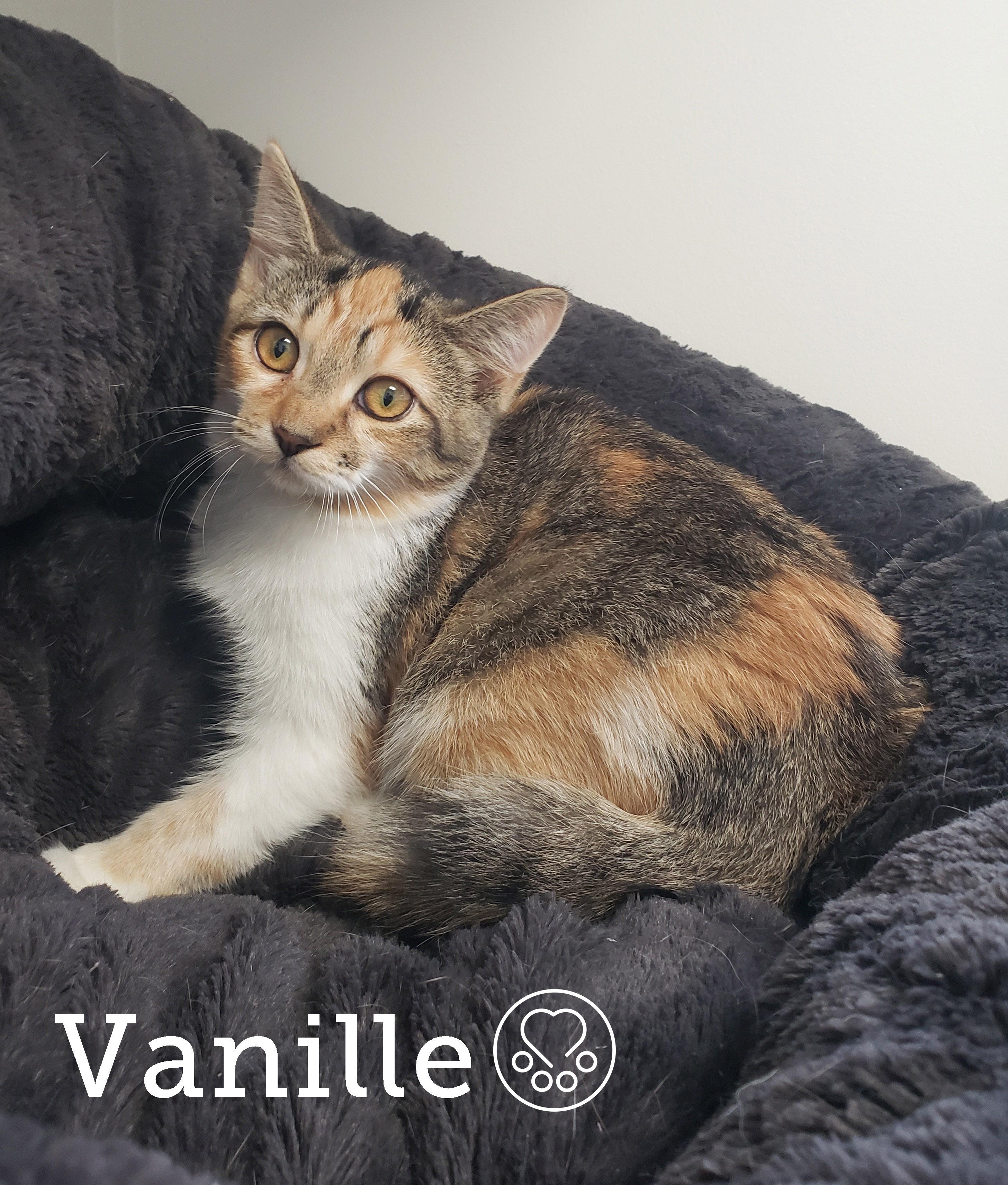 Enlarge Vanille, a Adoptable Domestic Short Hair in Anjou, QC image 1/1