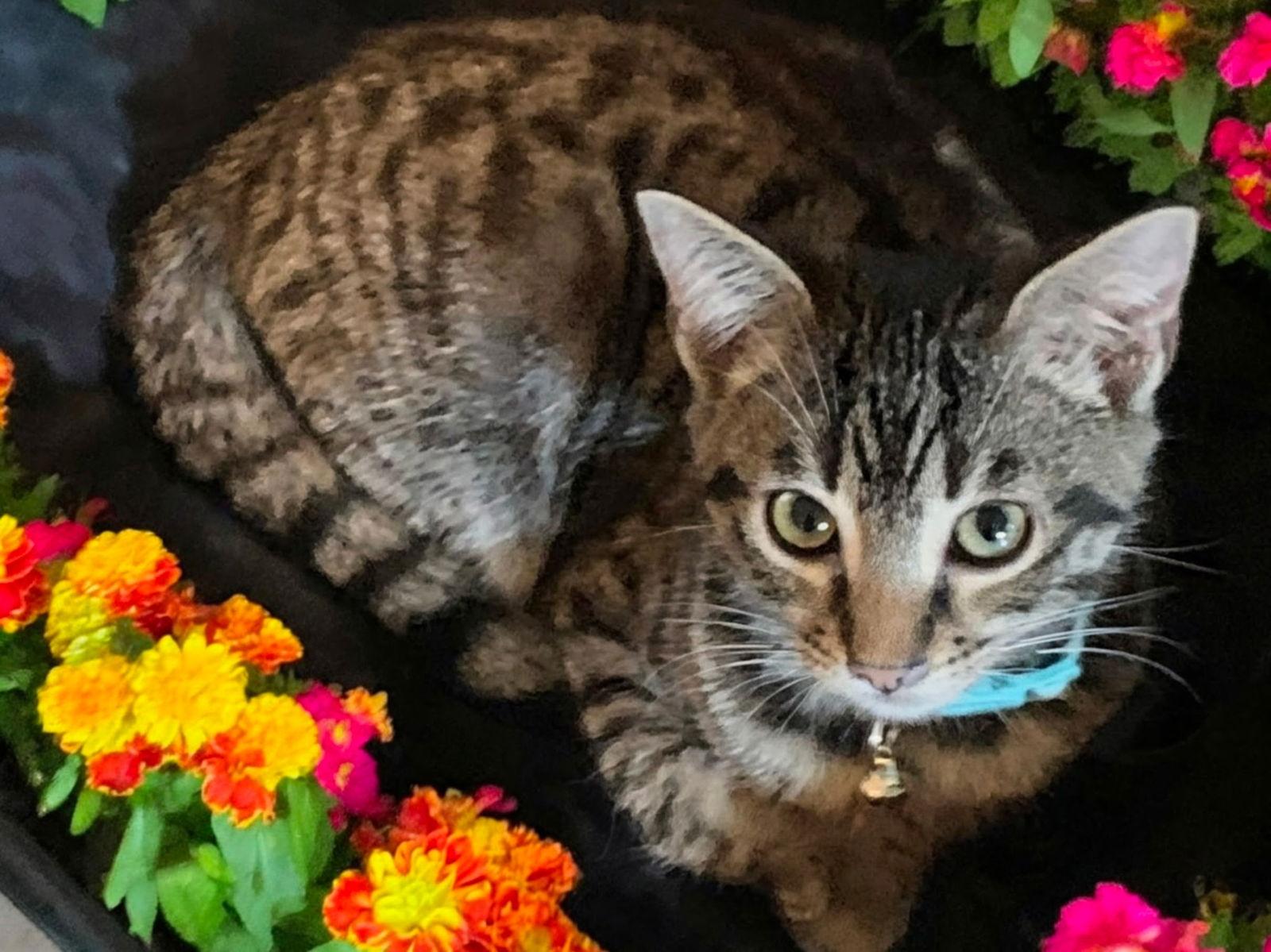 Dresden, Adoptable, Young Male Domestic Short Hair.
