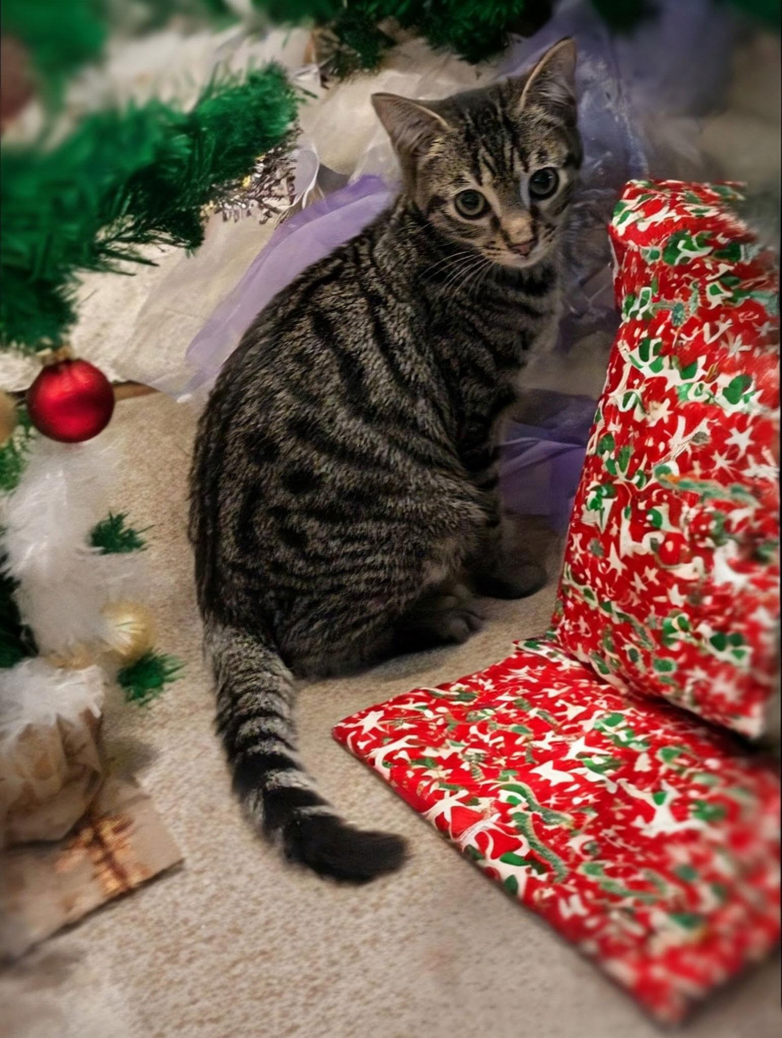 Dresden, a Adoptable Domestic Short Hair in Oviedo, FL image 2/3