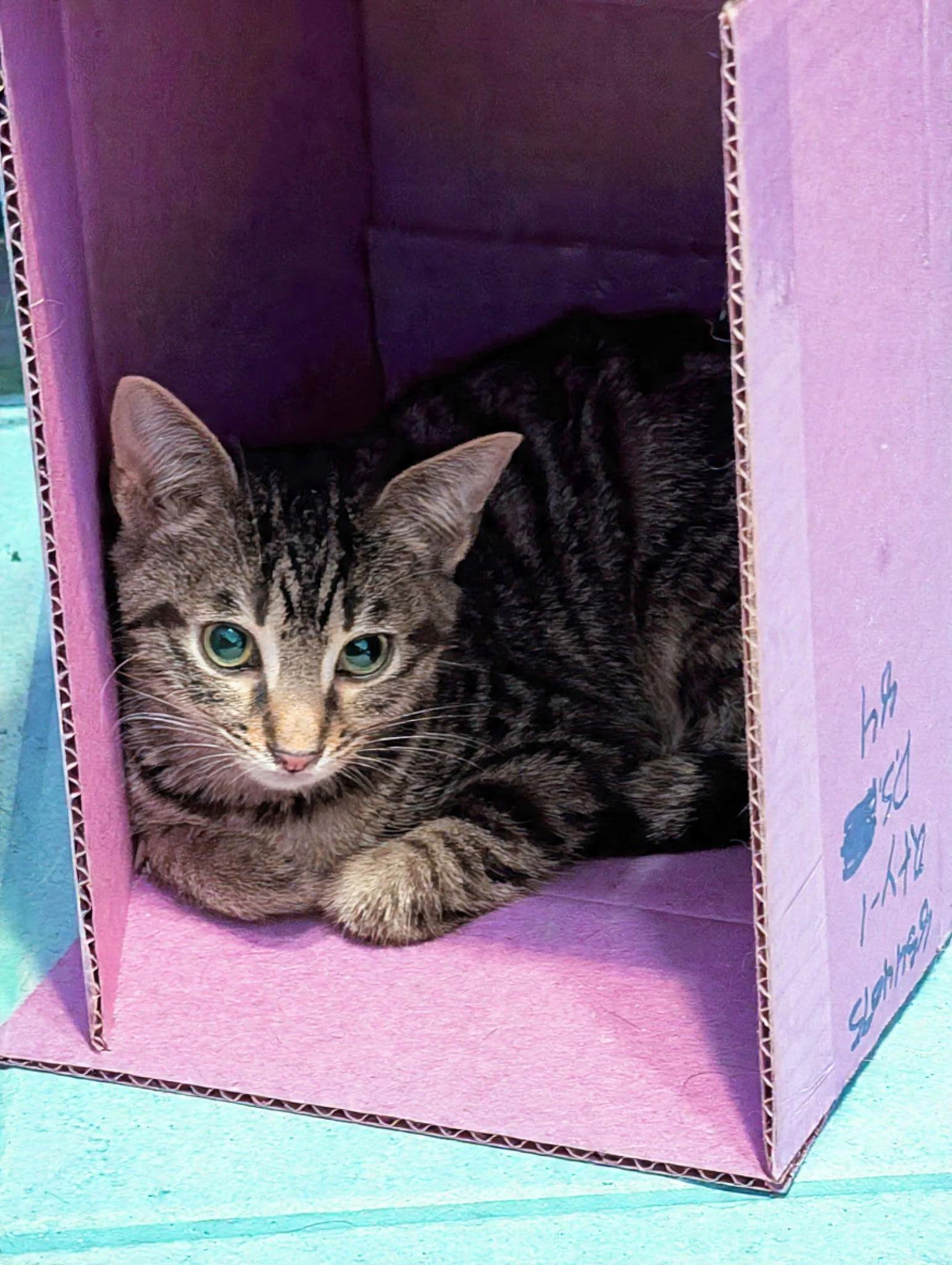 Dresden, a Adoptable Domestic Short Hair in Oviedo, FL image 3/3