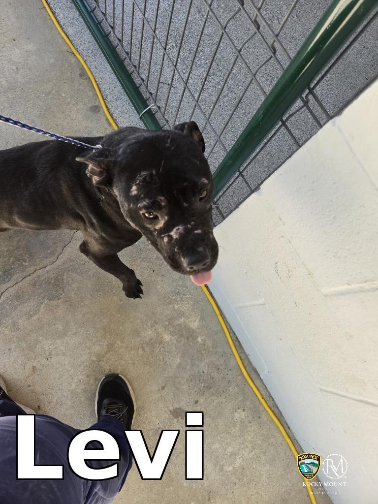 Enlarge Levi, a Adoptable Pit Bull Terrier in Rocky Mount, NC image 1/1