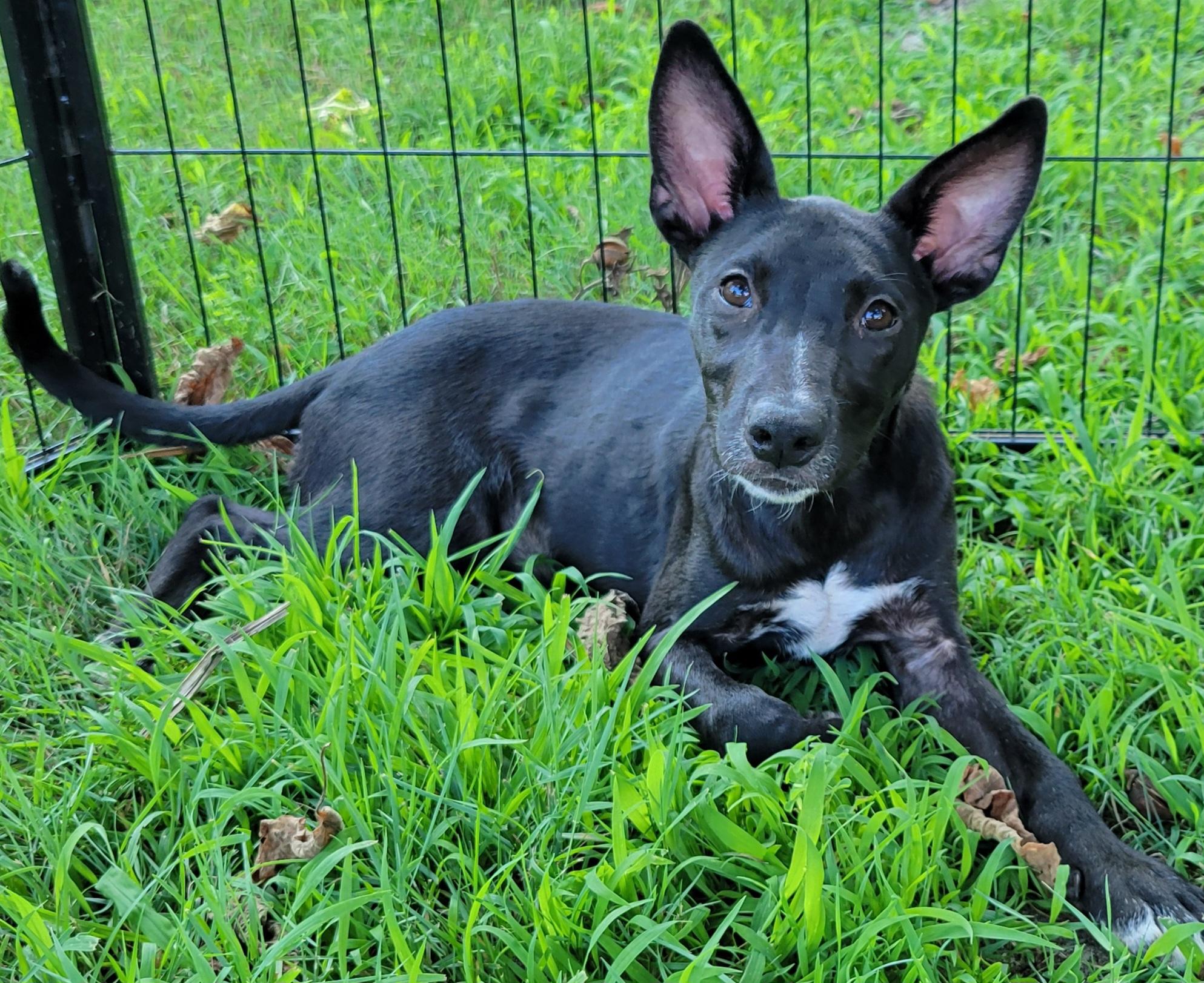 Kima, ADOPTABLE, Puppy Female Labrador Retriever.