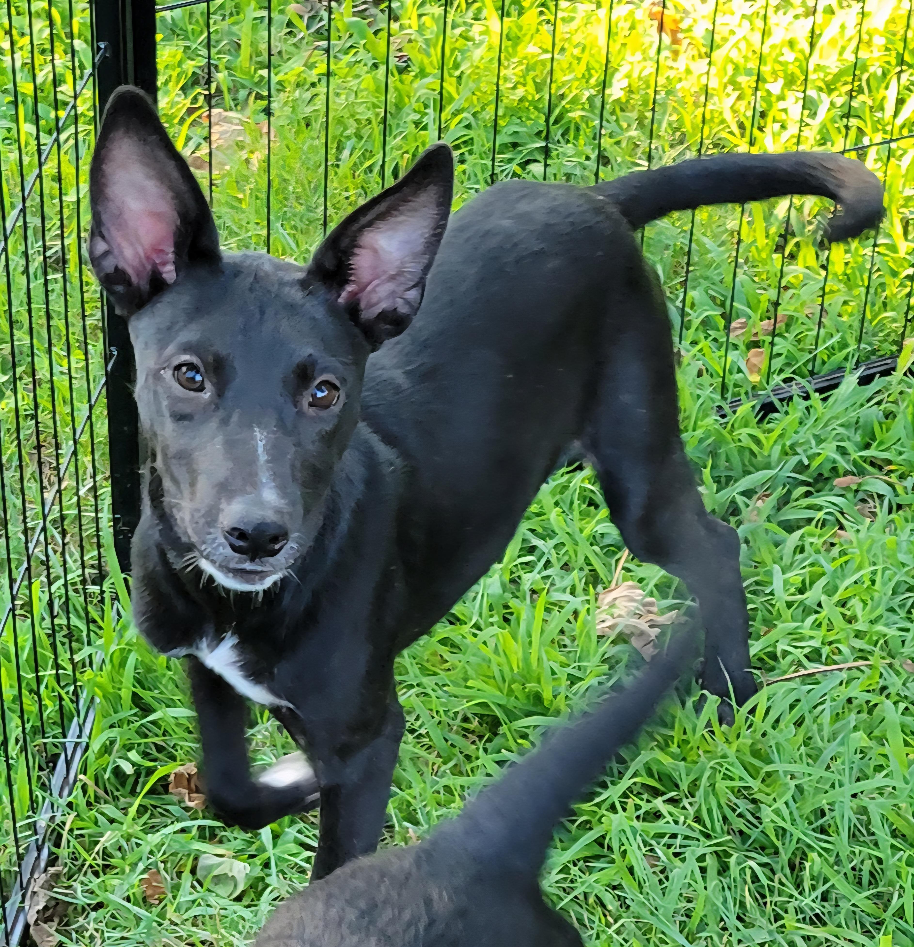 Kima, a ADOPTABLE mixed breed in Elwood, NJ image 4/6