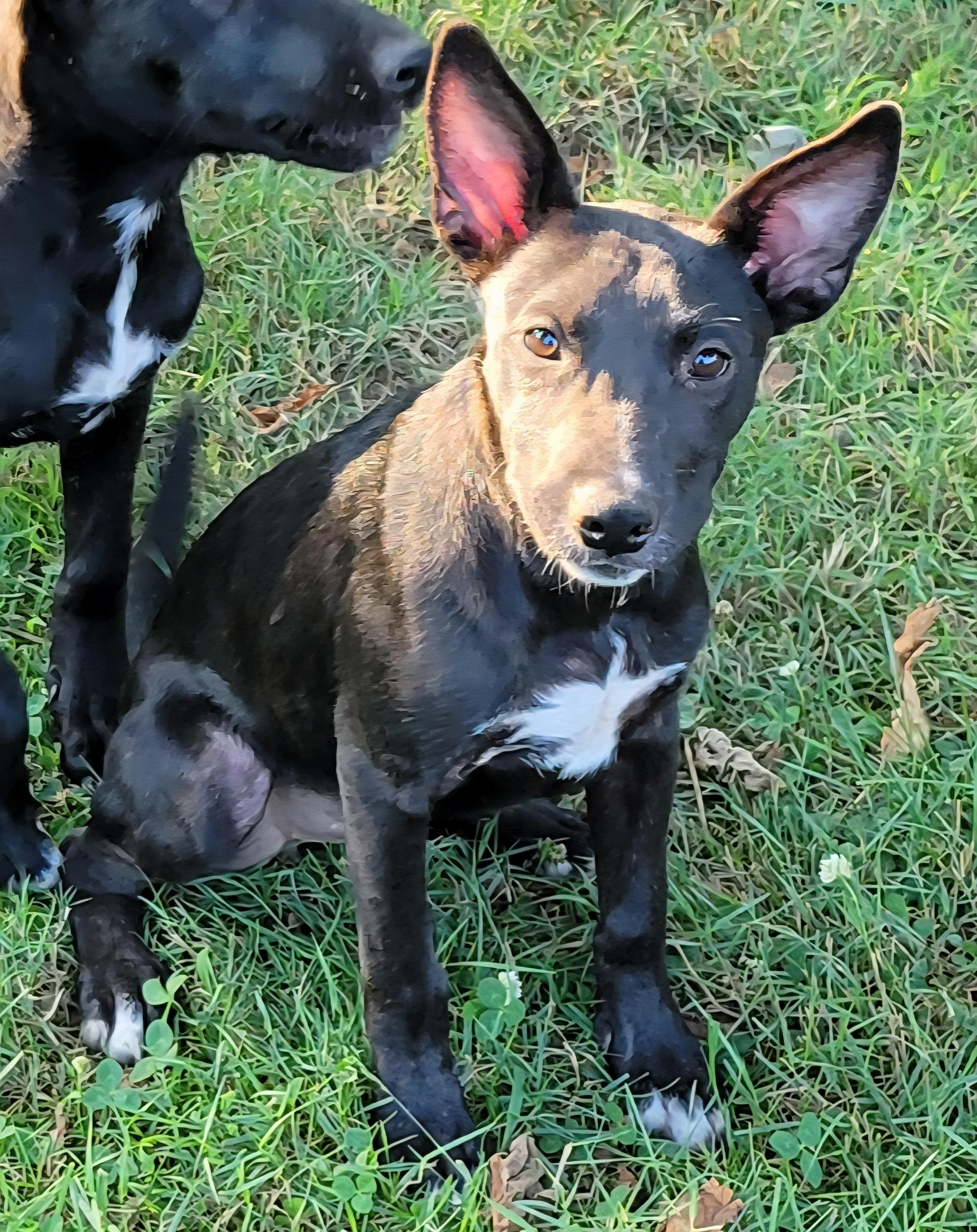 Kima, a ADOPTABLE mixed breed in Elwood, NJ image 2/6