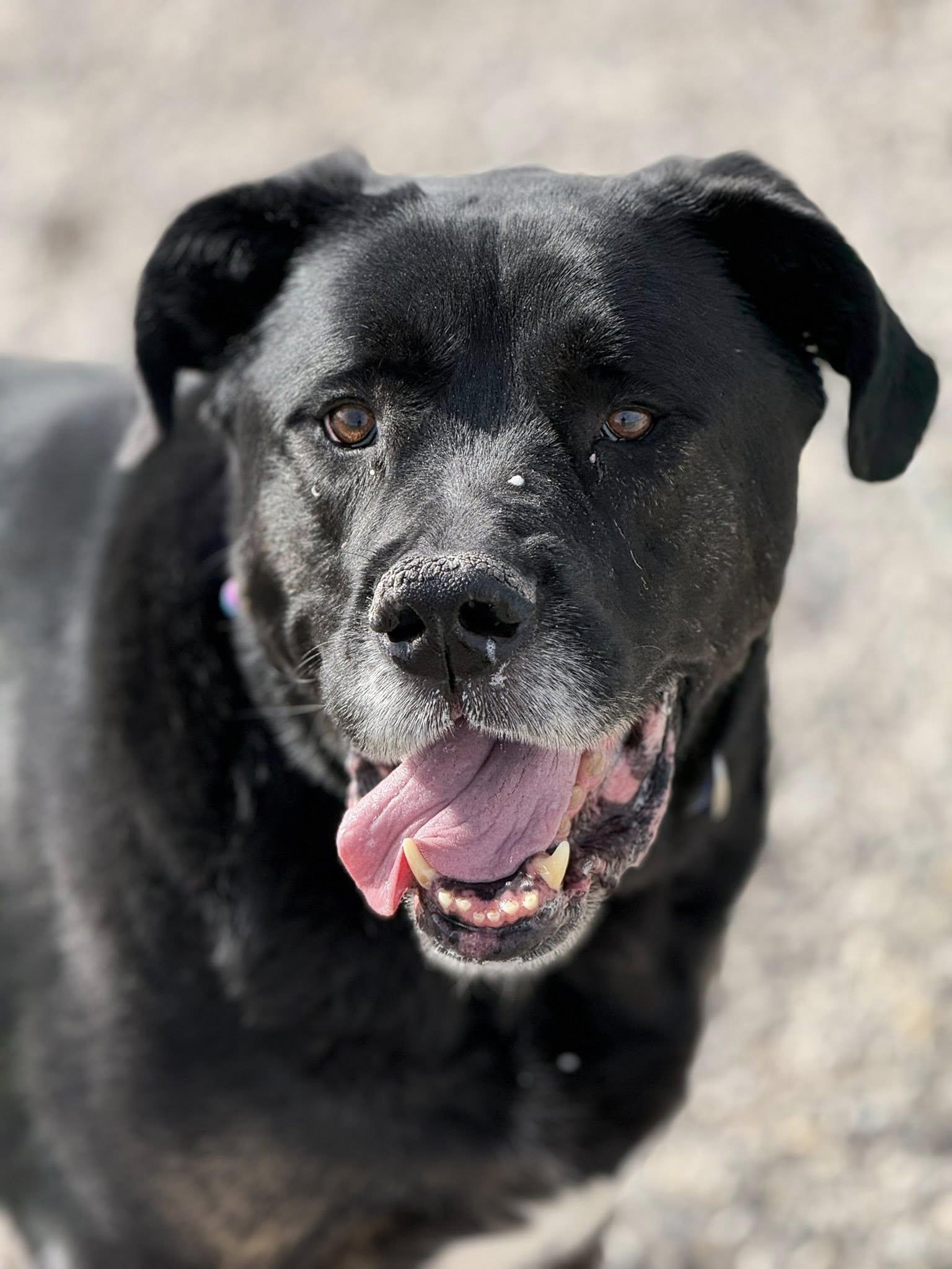 Enlarge McLovin, a ADOPTABLE mixed breed in Rawlins, WY image 1/4