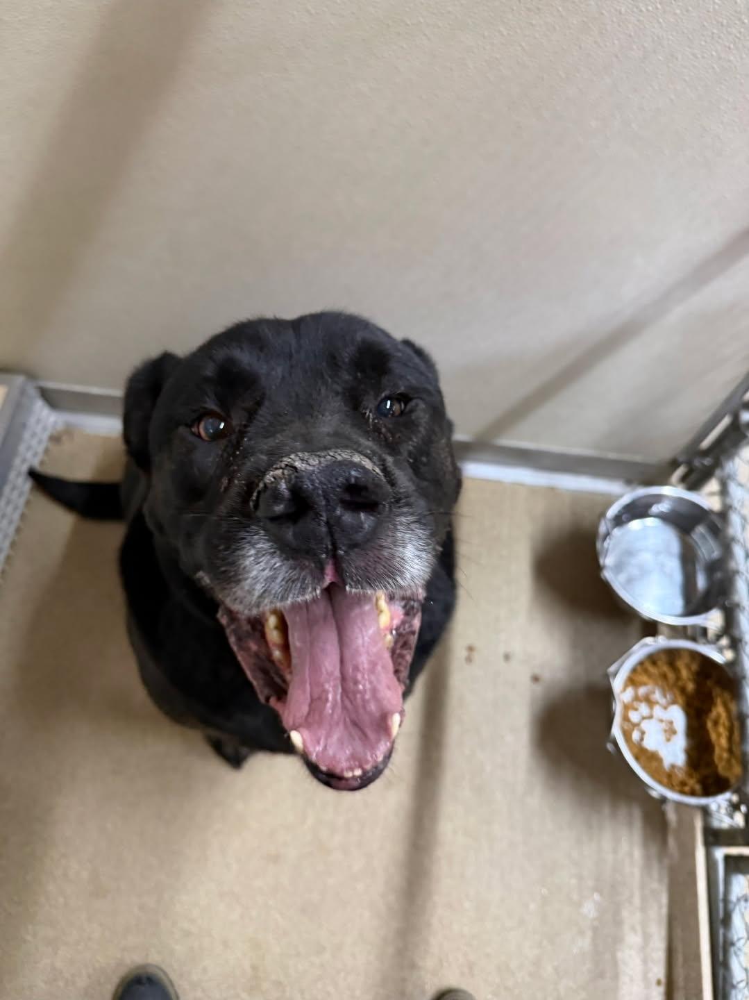 Enlarge McLovin, a ADOPTABLE mixed breed in Rawlins, WY image 1/3