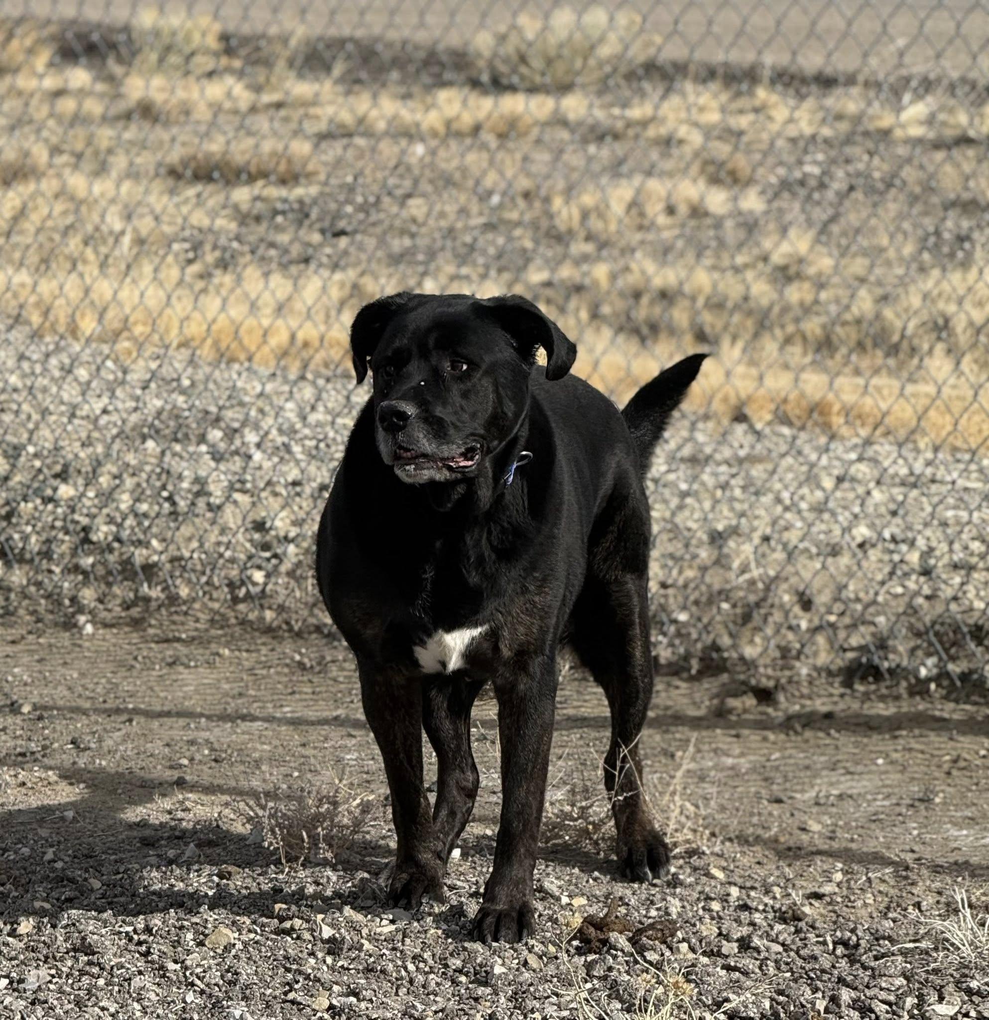 Enlarge McLovin, a ADOPTABLE mixed breed in Rawlins, WY image 2/4