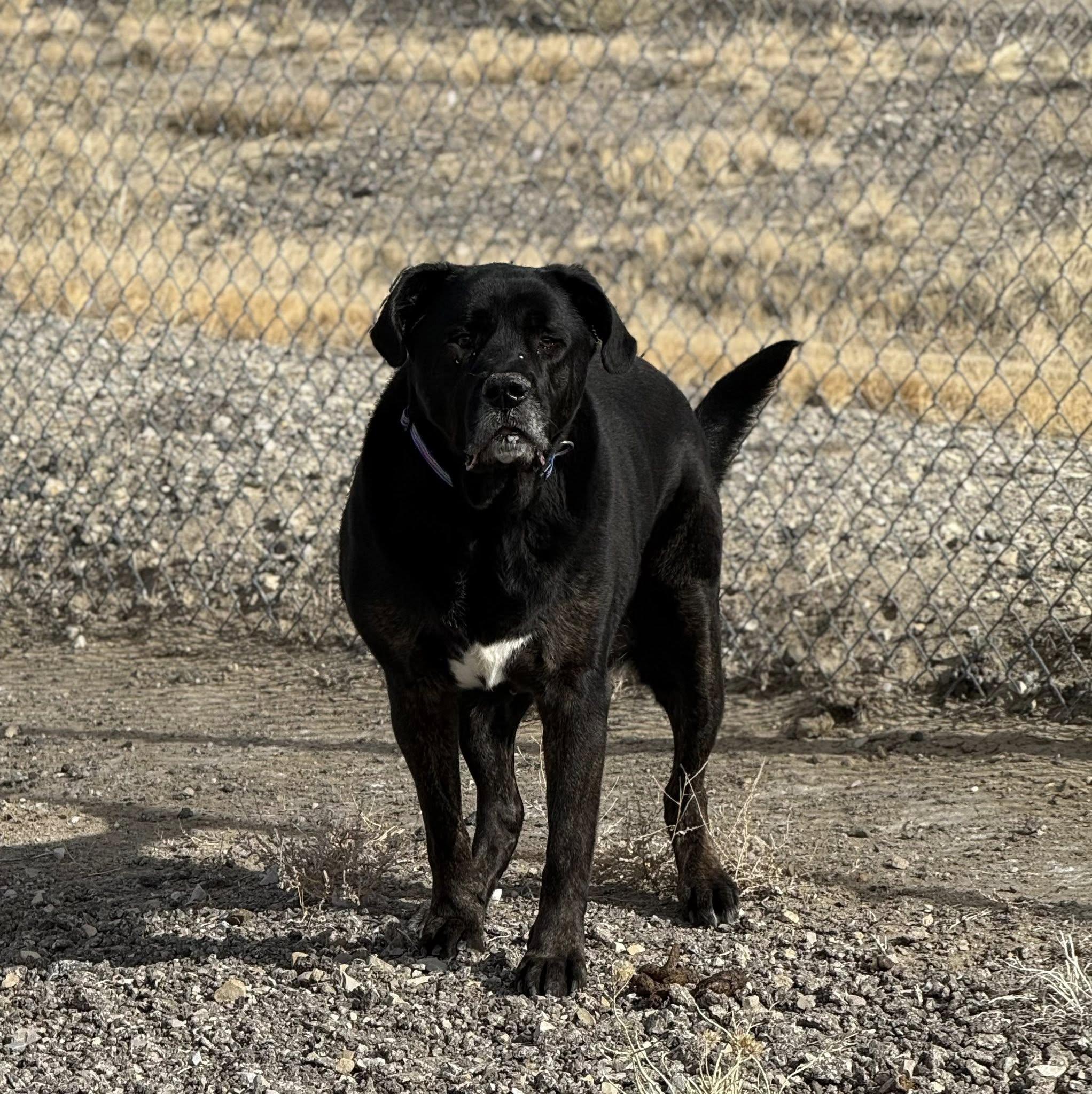 Enlarge McLovin, a ADOPTABLE mixed breed in Rawlins, WY image 3/4