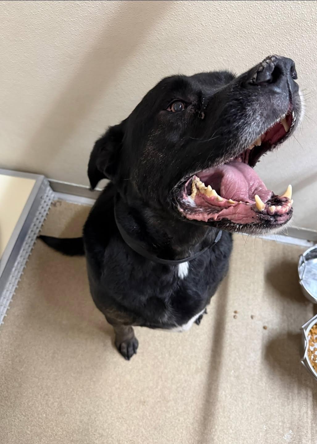 Enlarge McLovin, a ADOPTABLE mixed breed in Rawlins, WY image 2/3