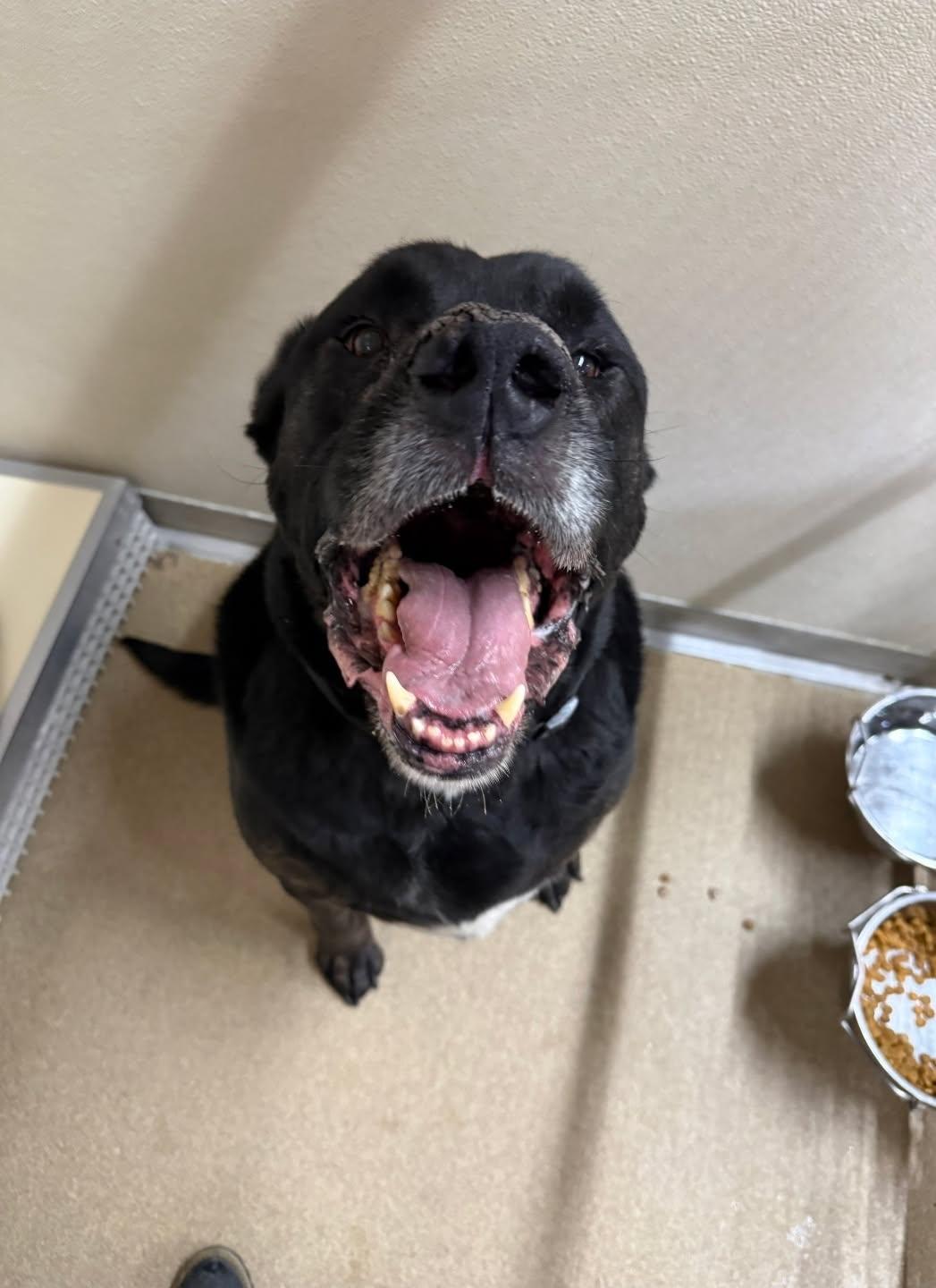 Enlarge McLovin, a ADOPTABLE mixed breed in Rawlins, WY image 3/3