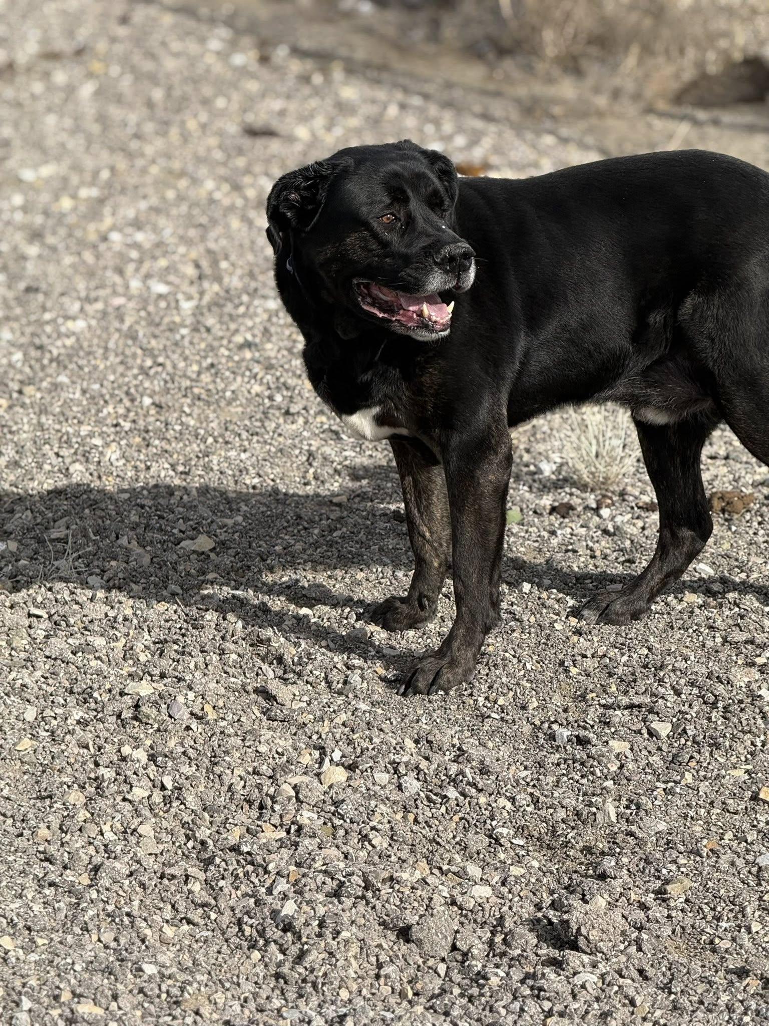 Enlarge McLovin, a ADOPTABLE mixed breed in Rawlins, WY image 4/4
